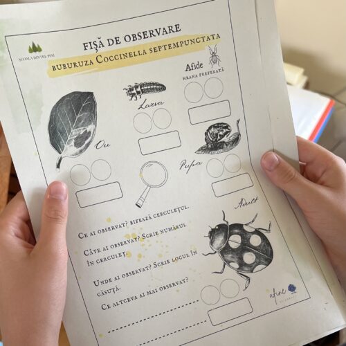 Gărgăriță sau buburuză?